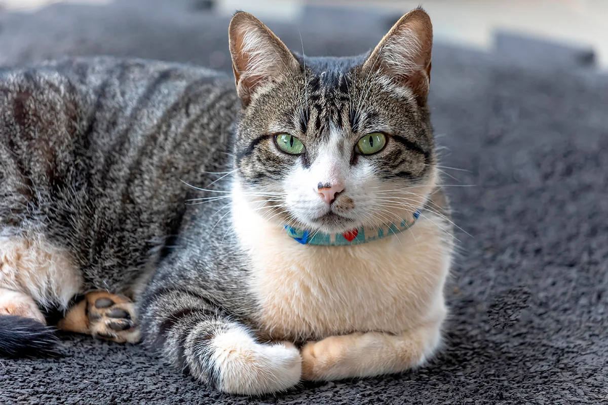 lamerican-wirehair-le-frise-qui-ne-manque-pas-de-caractere