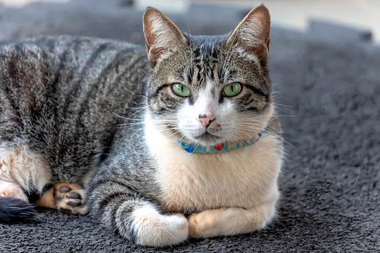 lamerican-wirehair-le-frise-qui-ne-manque-pas-de-caractere