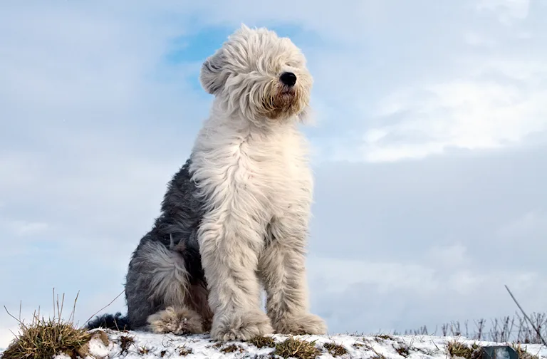 le-bobtail-le-grand-poilu