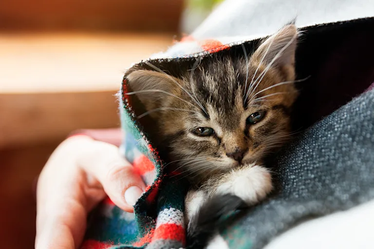 le-typhus-chez-le-chat-causes-symptomes-et-traitement