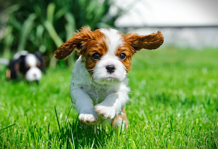 nom-de-chien-en-b-2026