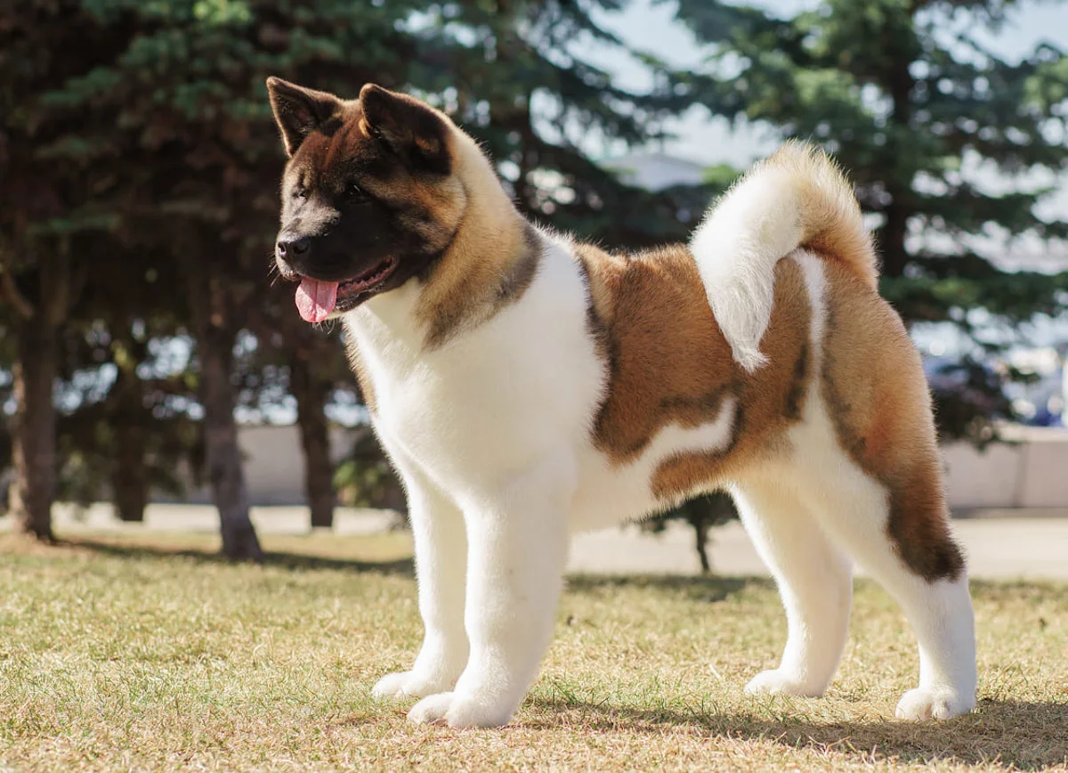 chien-akita-americain