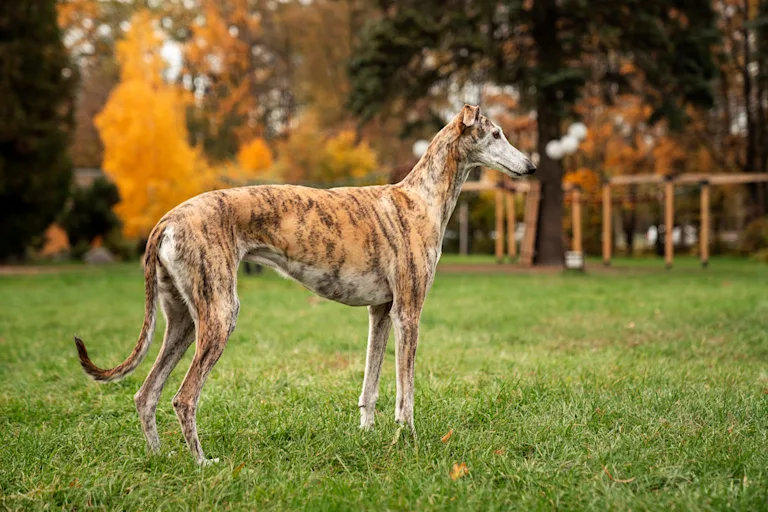 Whippet