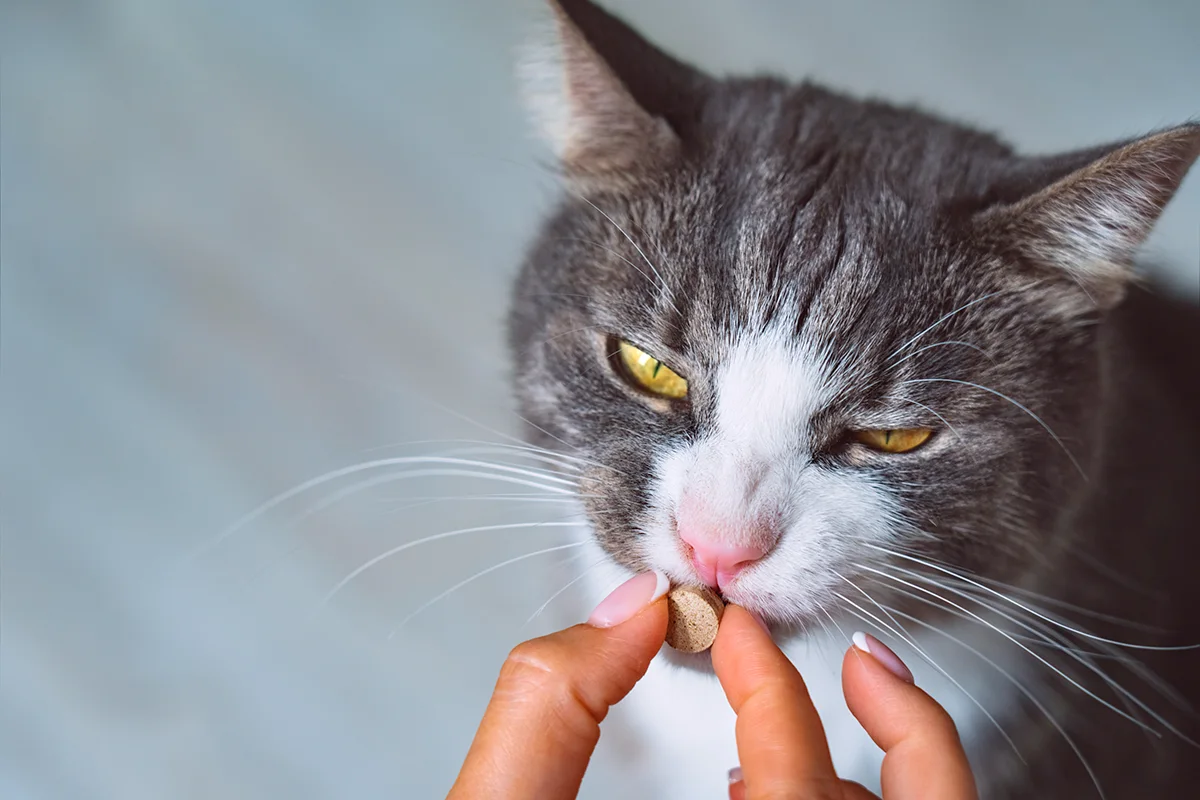 choisir-complément-alimentaire-chat