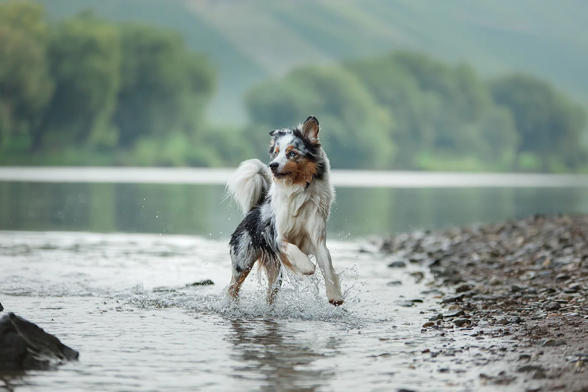 cyanobacterie-baignade-chien