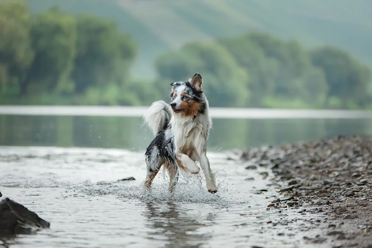 cyanobacterie-baignade-chien