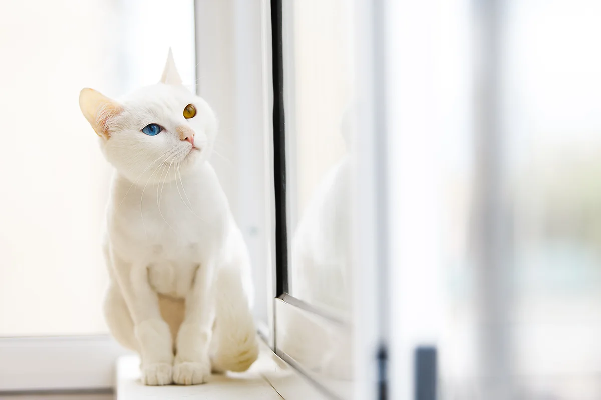 chat-albinos