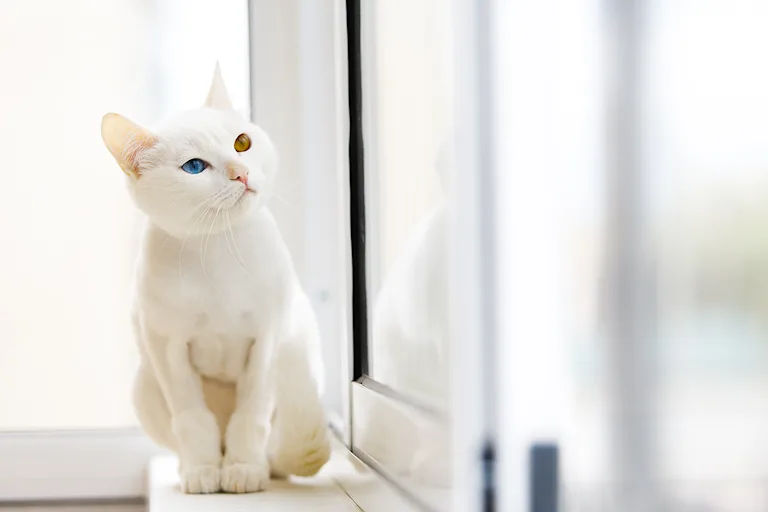 chat-albinos