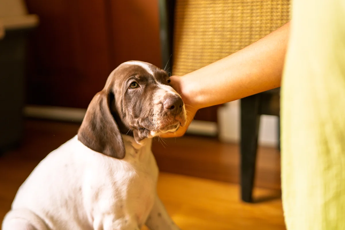 apprendre-nom-a-un-chiot