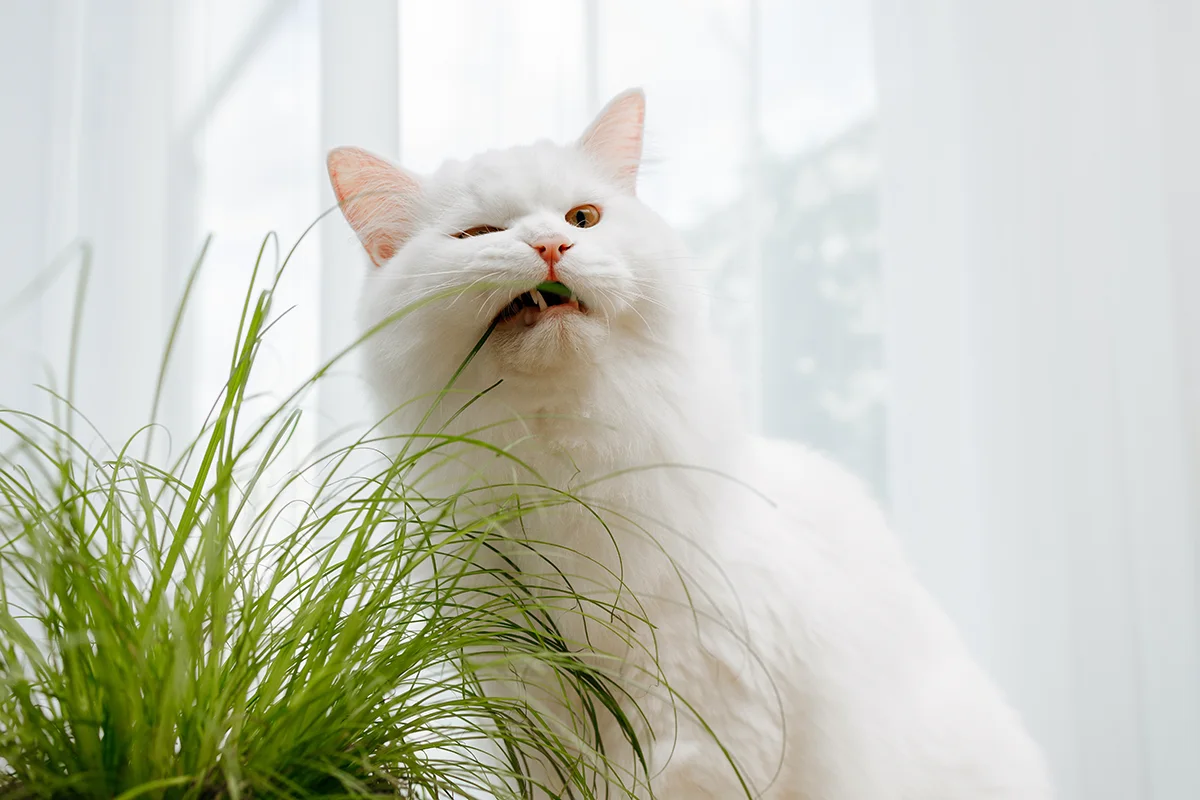 herbe-a-chat-bienfaits