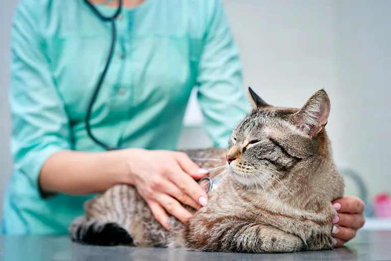 linsuffisance-renale-chez-le-chat-causes-symptomes-et-traitement