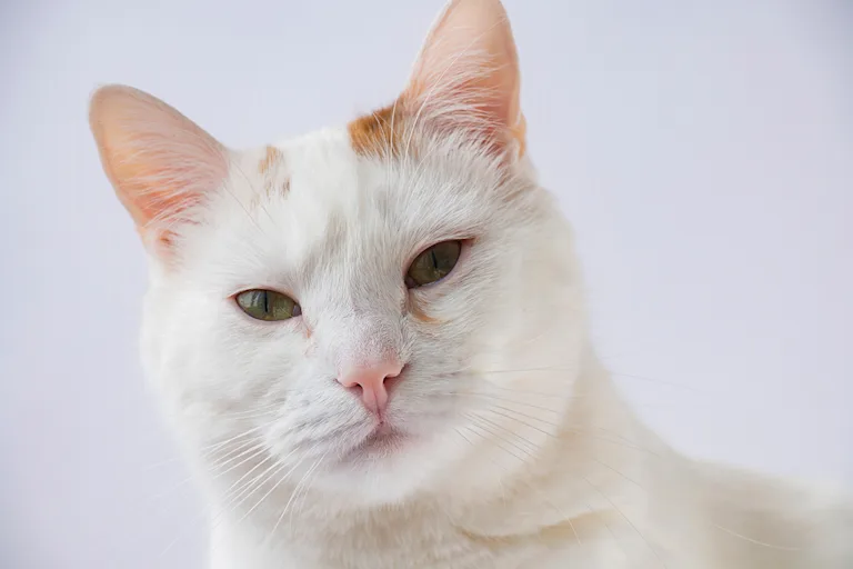 le-coronavirus-chez-le-chat-causes-symptomes-et-traitement