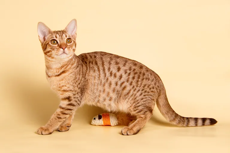 locicat-le-chasseur-de-canape