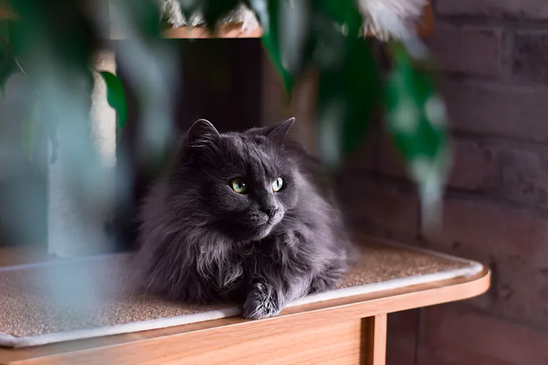 le-chantilly-un-felin-raffine