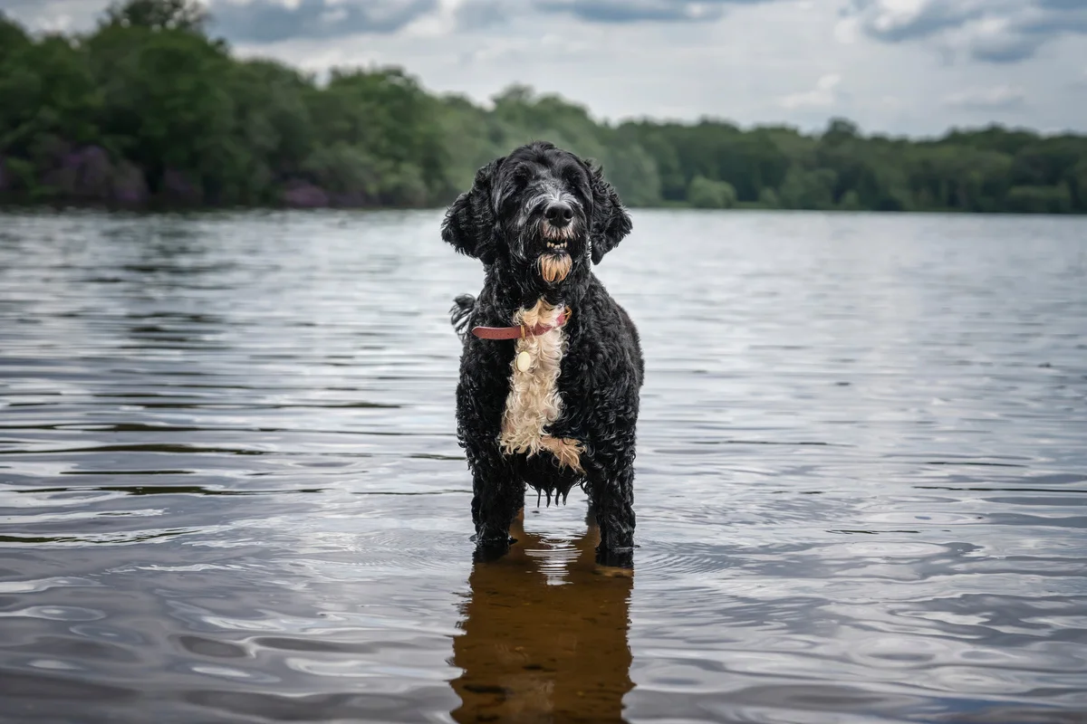 chien-d-eau-portugais
