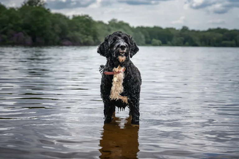 chien-d-eau-portugais