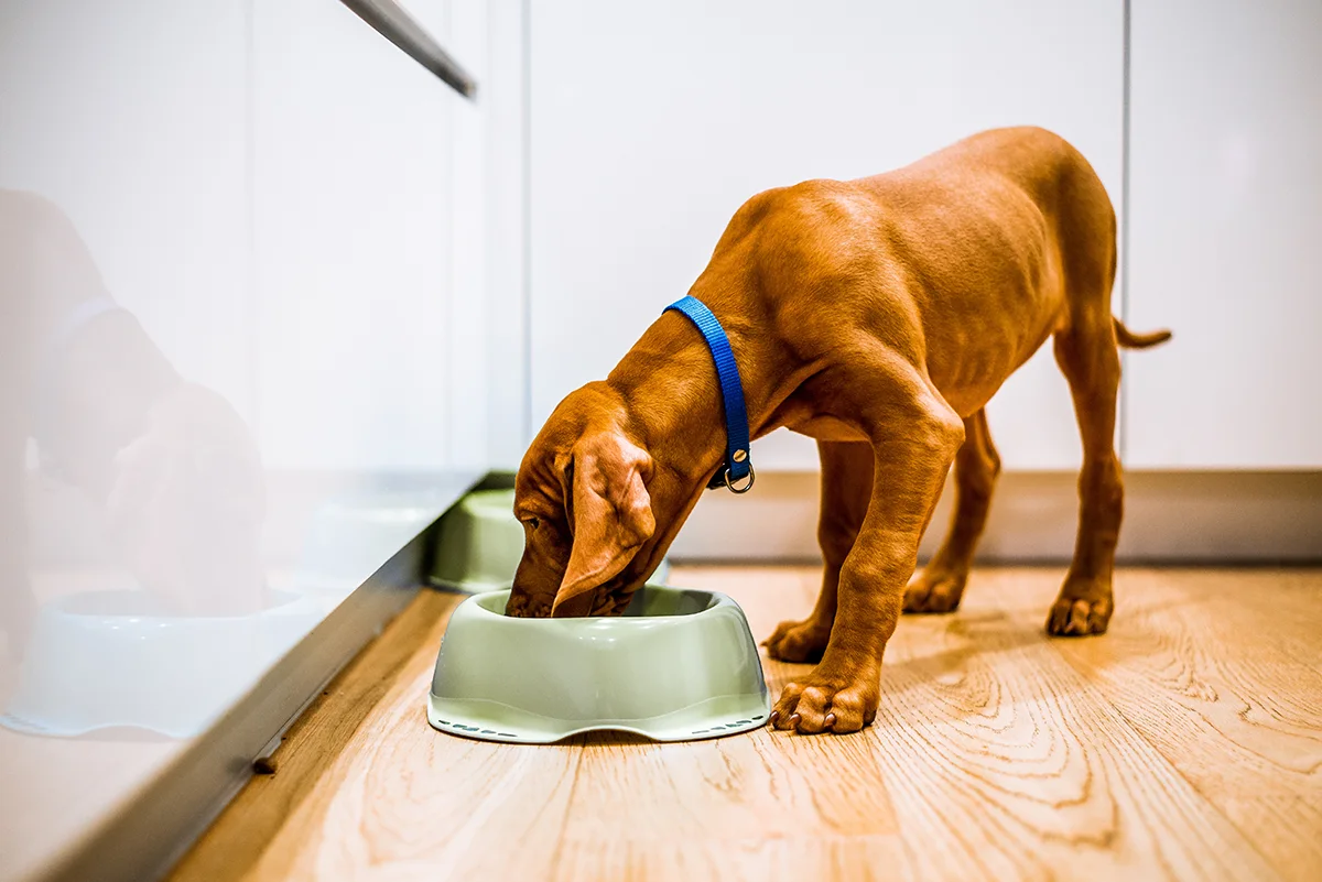 mon-chien-mange-trop-vite