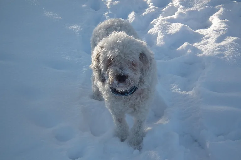 Chien d'Eau Espagnol