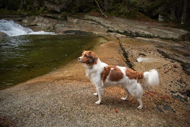 Petit chien hollandais de chasse au gibier d’eau