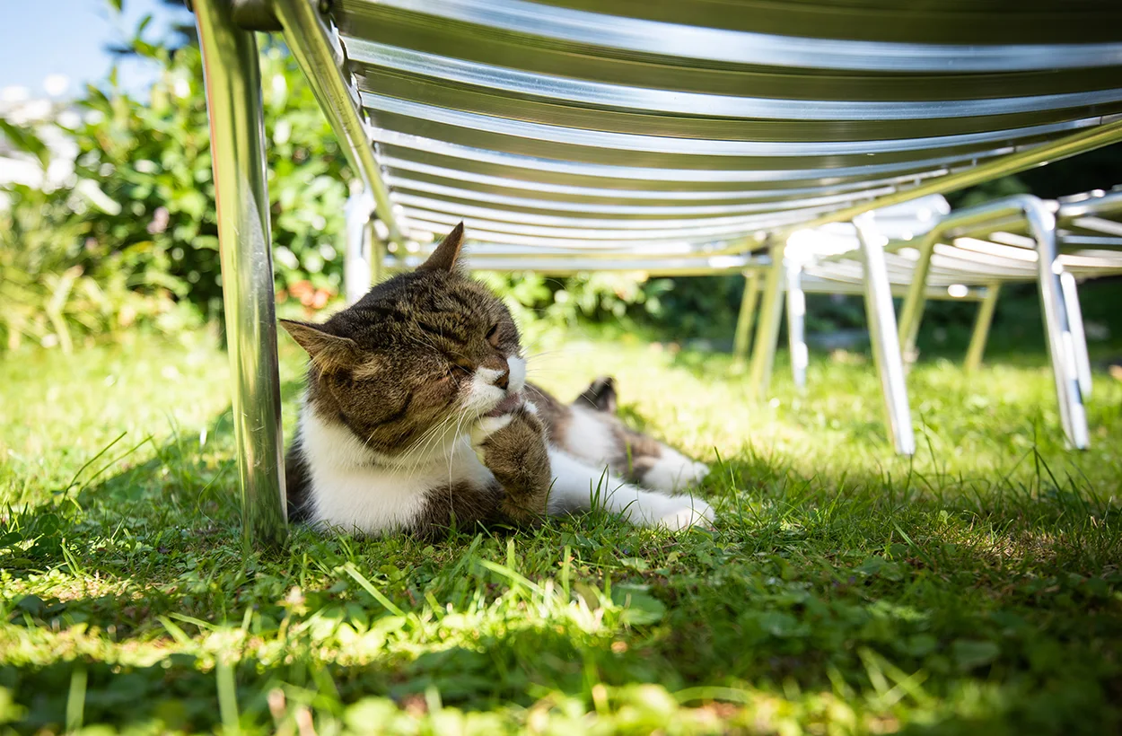 canicule-chat-dangers
