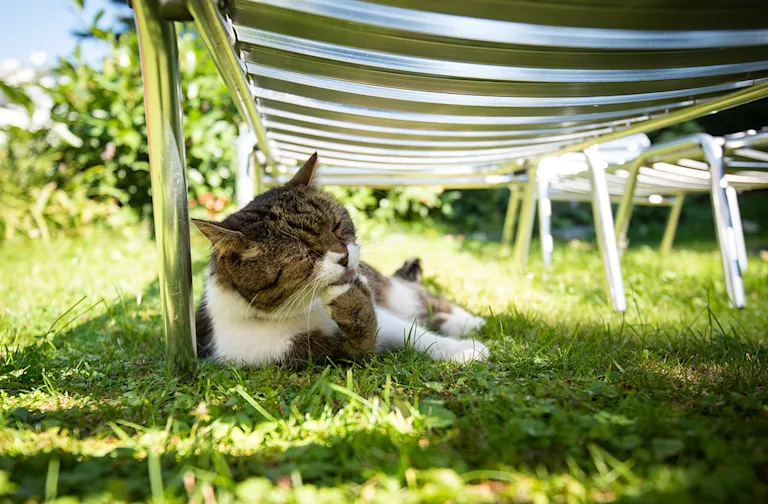 canicule-chat-dangers