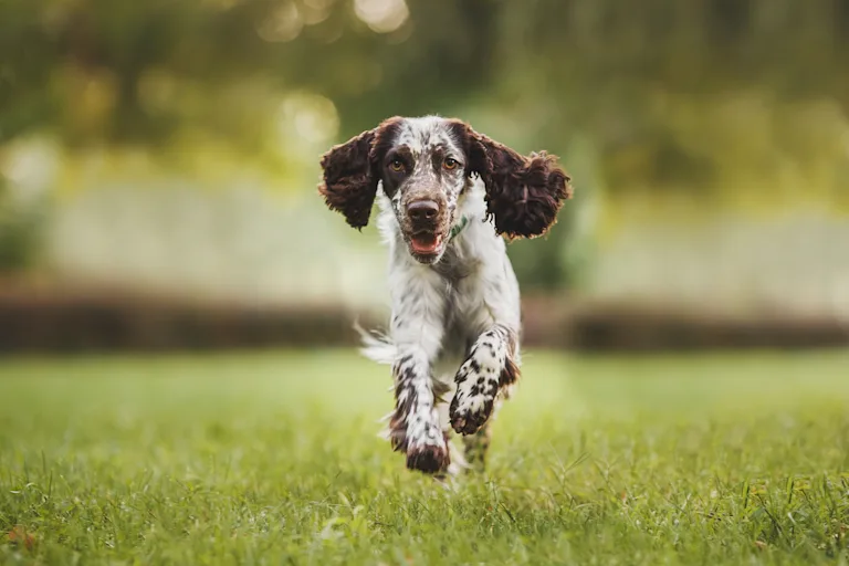 Épagneul de Pont-Audemer