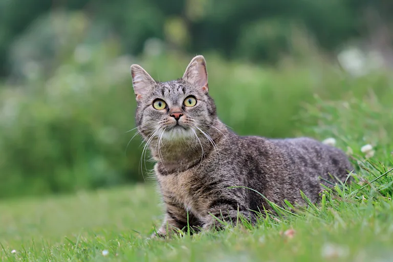 leuropean-shorthair-ou-chat-europeen-le-chat-complice