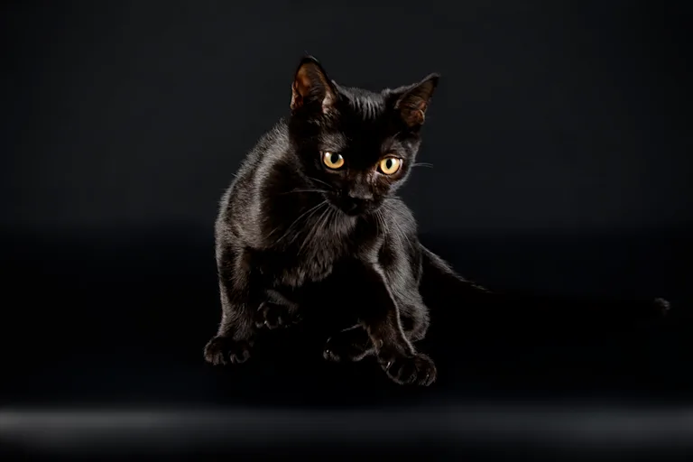 bombay-le-chat-noir-bombay-au-charme-felin