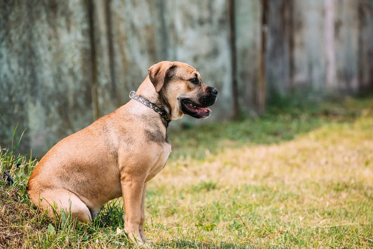 chien-dogue-de-majorque