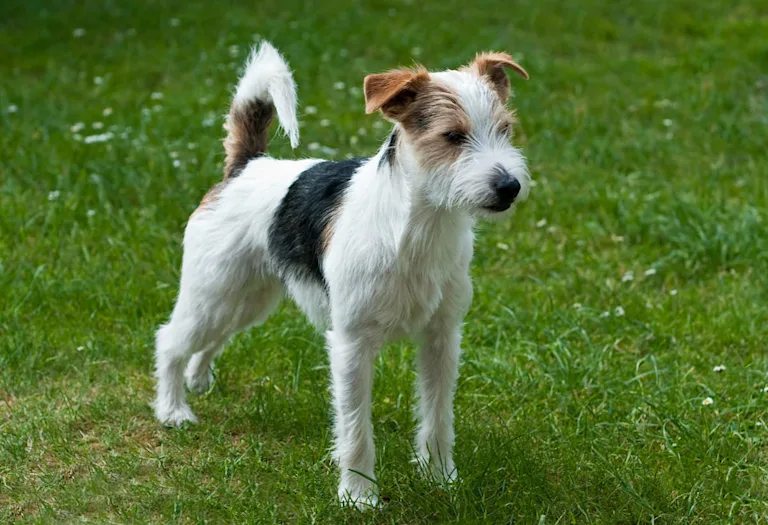 chien-parson-russell-terrier