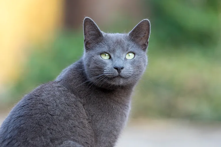 le-bleu-russe-le-discret-qui-fait-craquer
