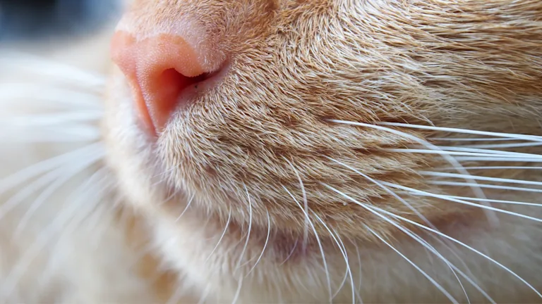 mon-chat-perd-ses-moustaches