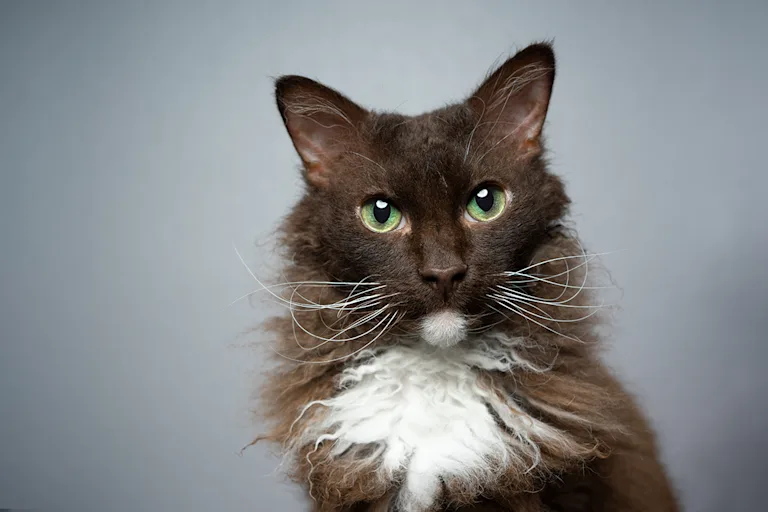 race-de-chat-rare