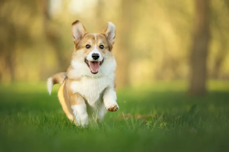 chien-welsh-corgi-cardigan