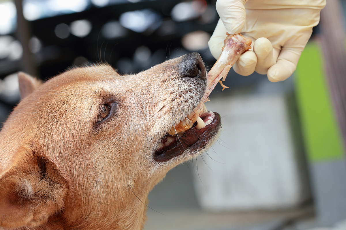 Mon chien a mangé un os de poulet : c'est grave ? | Figo