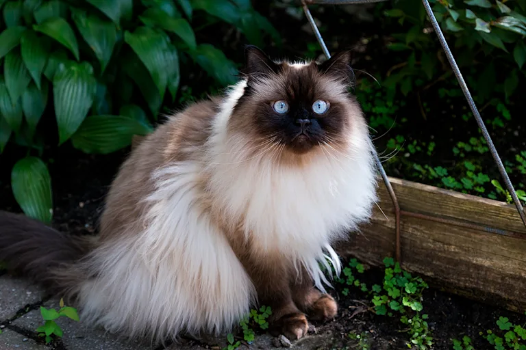 lhimalayen-le-compagnon-tranquille-et-fidele