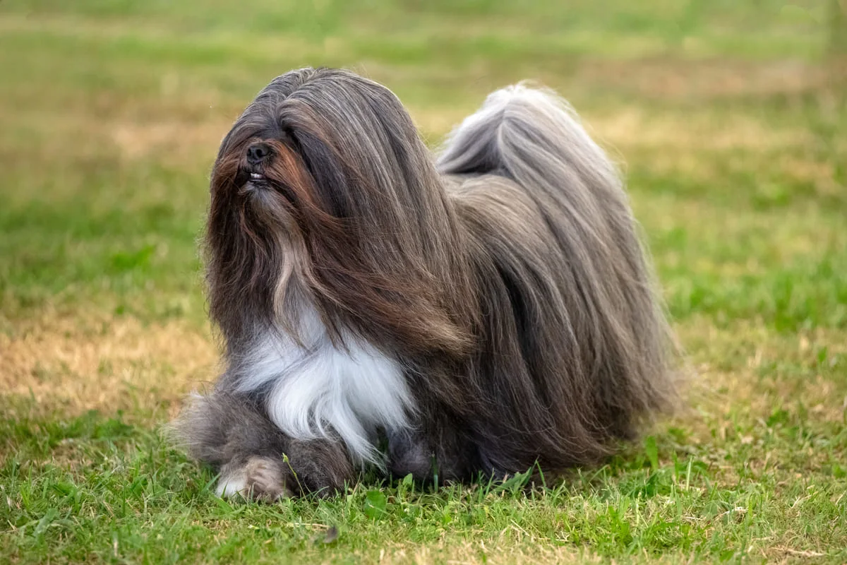 chien-lhassa-apso