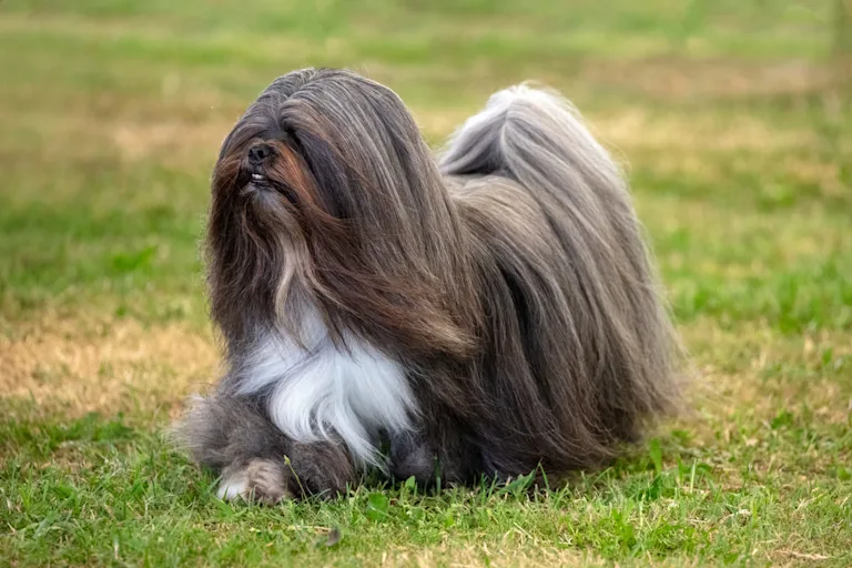 chien-lhassa-apso