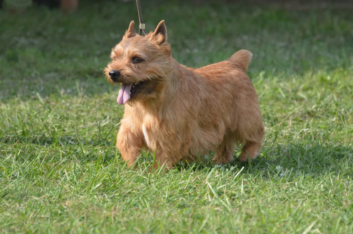 Glen of Imaal Irish terrier