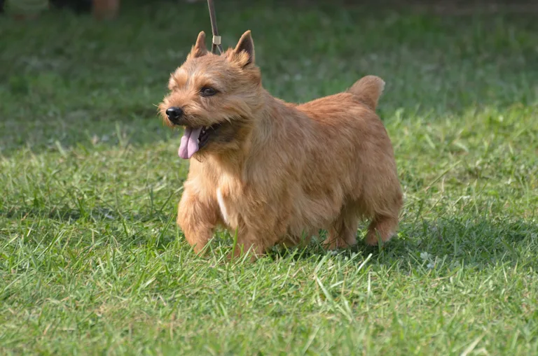 Glen of Imaal Irish terrier