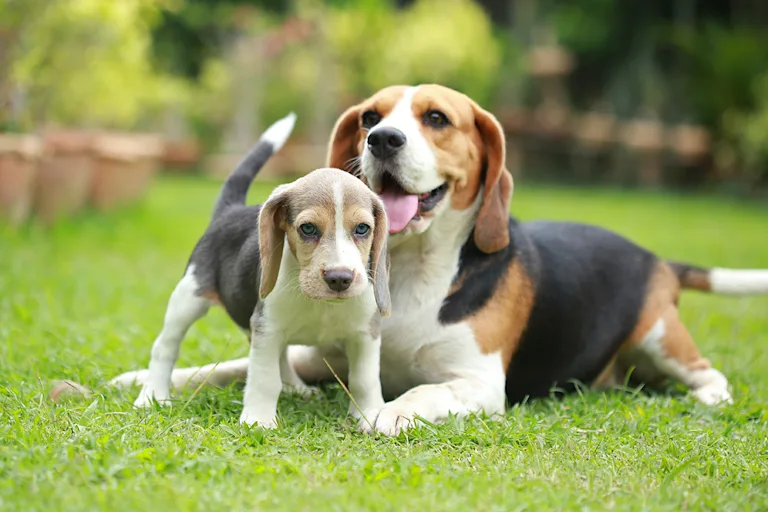 chiot-qui-embete-un-vieux-chien