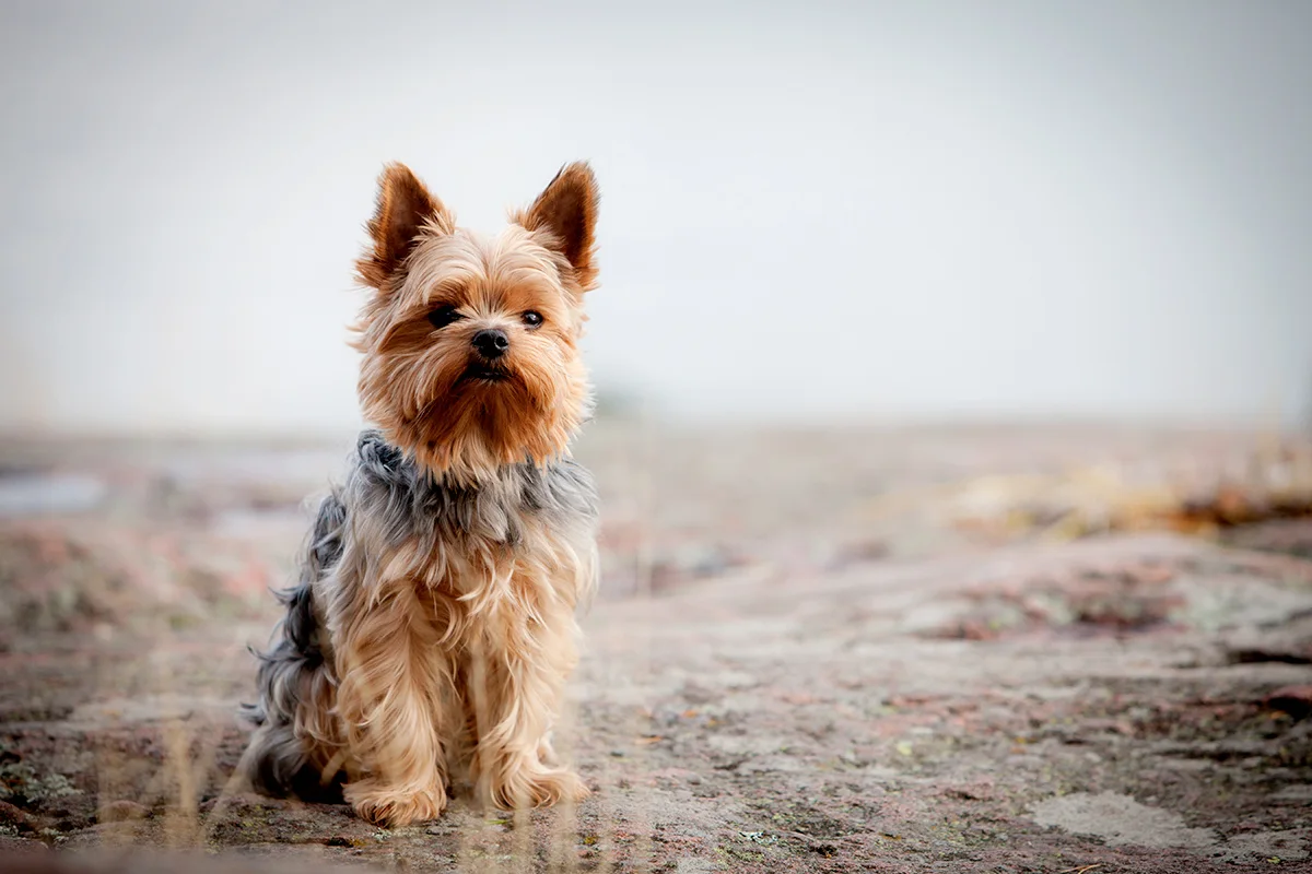 Le-Yorkshire-Terrier-guide-complet-pour-des-soins-au-poil 