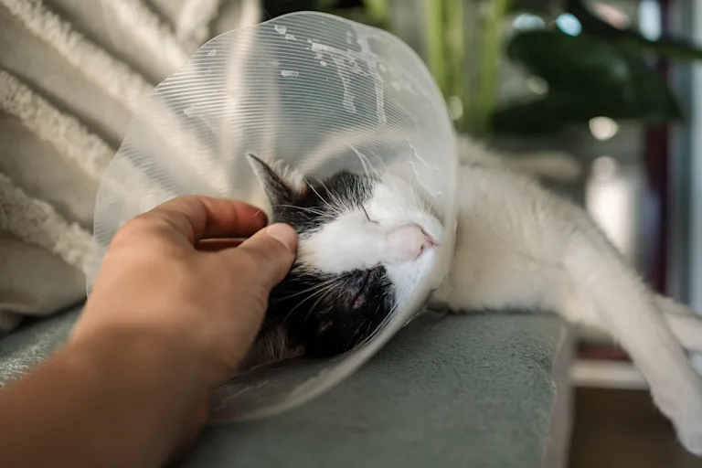 chat-malade-collerette