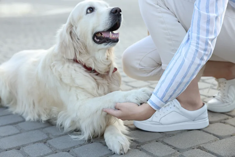 proteger-patte-chien-bitume-brulant