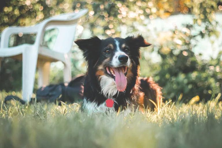 Chien à l'ombre en été