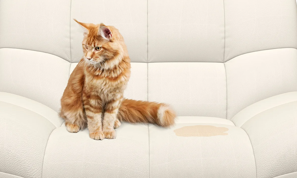 mon-chat-urine-dans-le-panier-du-chien