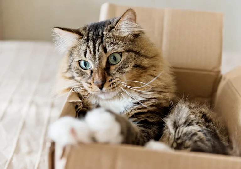les-chats-aiment-les-cartons