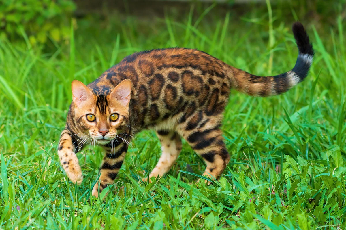 Bengal