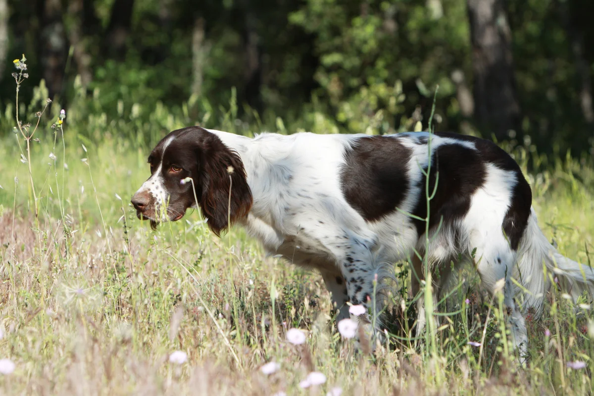 chien-epagneul-francais