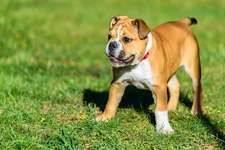 chien-bulldog-continental